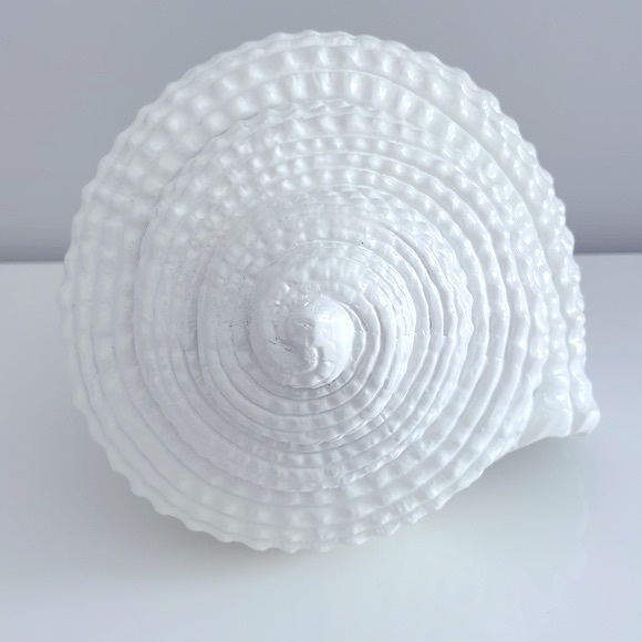 EUC Torre & Tagus Large White Resin Conch Shell Decor Accent - Picture 5 of 11